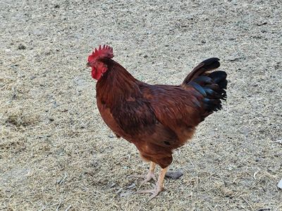 Xoʻrozlar sotladi