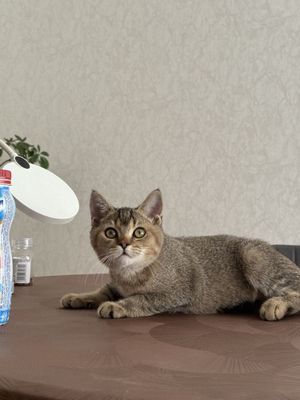 Шиншилла британская