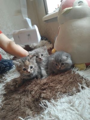 Продам милых ласковых котят