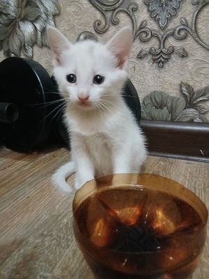 Продаётся котята