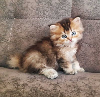 Продается шотладский котенок-скотиш страйт