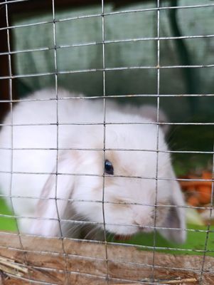 Toza zotli karlik quyonlar sotiladi