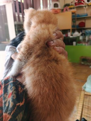 Zolota + Angora bolalari