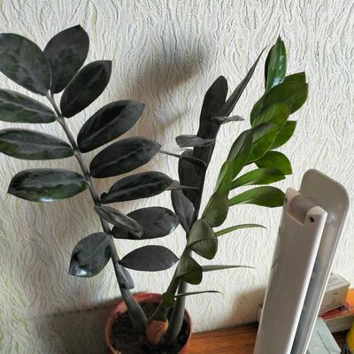 Замиакулькас черный и зеленый