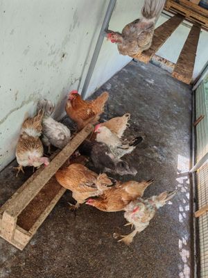 Домашние Куры несушки