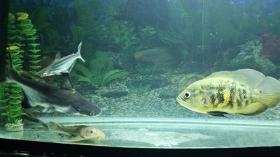 Akvarium baliqlari