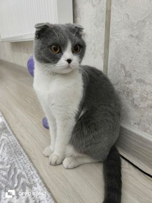 Пропал кот в Мирабадском районе