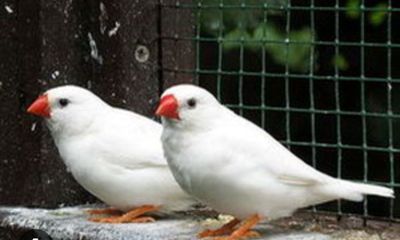 Продаются амадинки 3 шт