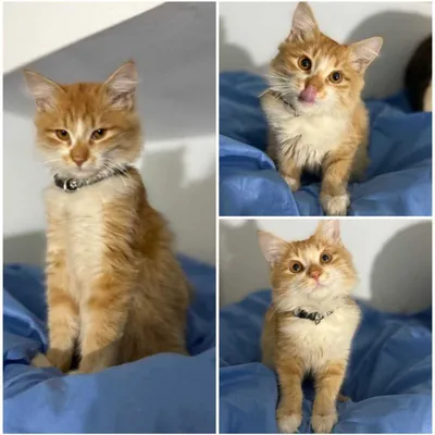 Котенок, 4-5 месяцев, ухоженный