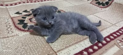 Котята на продажу