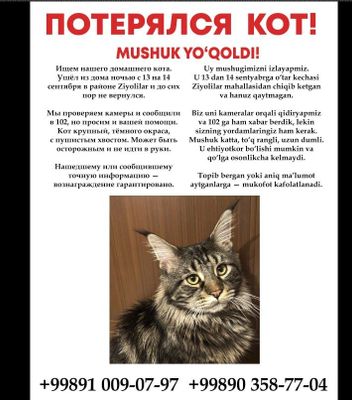 Пропал кот есть Вознагрождение