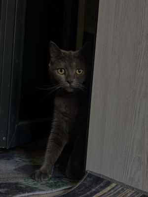 Кошка скоттиш фолд