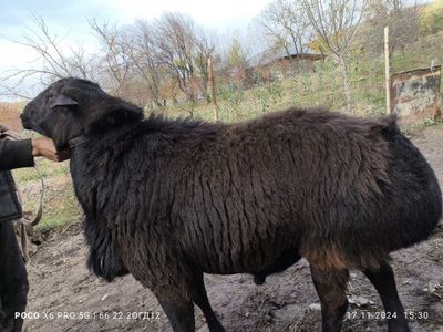 Кучкор хисори ва афгон зотга. Бараны гиссарский и афганский