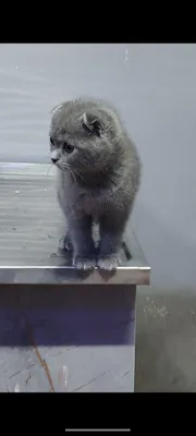 кошка скотиш фолд