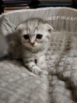 Продам котят породы скоттиш фолд