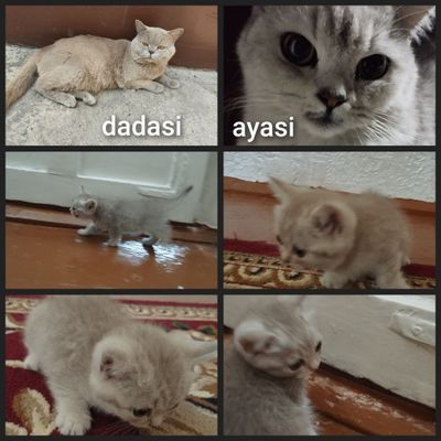 Mushuk zotli mushukchalar