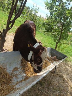 Toza Smental buqa sotiladi
