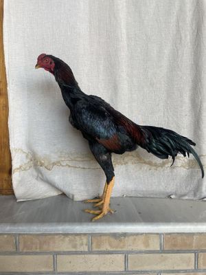 Yapon 100% lik tozasi aprelskiy juja narxi 900 ming