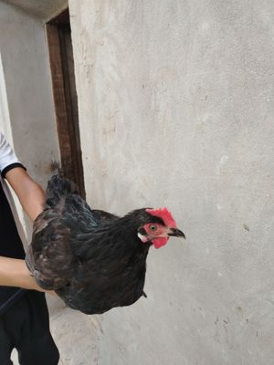 Tuxum berib turgan tovuqlar bor