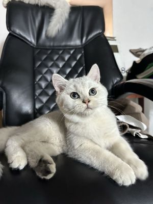 котята серебристая шиншилла