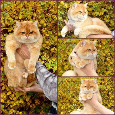 Вязка, кот класса: SHOW (ЗРЕЛИЩЕ)