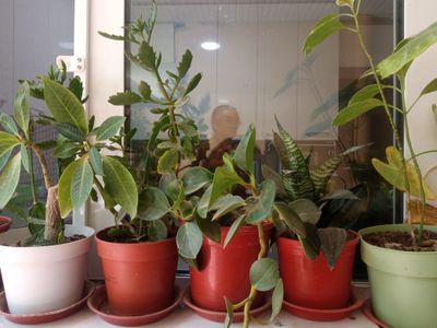 Хона гулларимни сотиб юбораман/Продаю комнатные цветы из дома