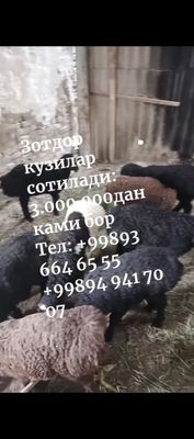 Qoʻzilar barchasi xisori