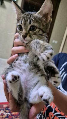 Бесплатно,  котята ! Самарканд !!!!