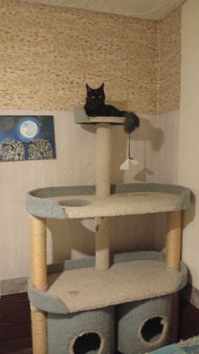 Мей Кун кошка , срочно продается