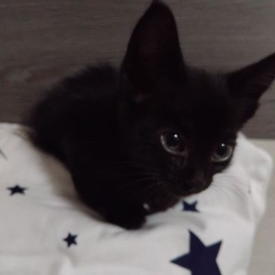 Отдаем котят в хорошие руки