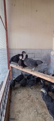 Кора шахзода ва кора товук жужалари сотилади