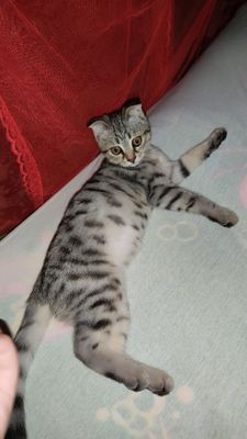 отдам кошку в хорошию руки