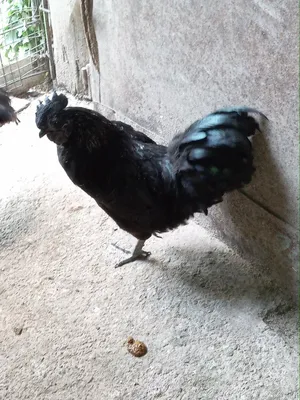 Продам молодого петуха породы ухейлюй