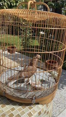 Кабутарлар голуби
