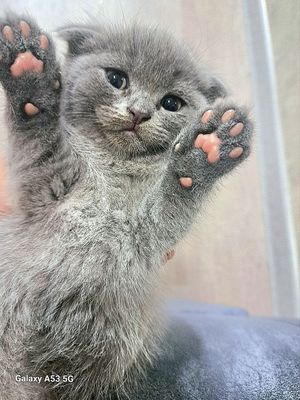 Котята веслоухии порода британская короткошёрстная версия страйт