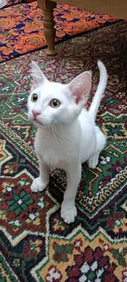 Котенок Турецкая Ангора отдам бесплатно в хорошую руку