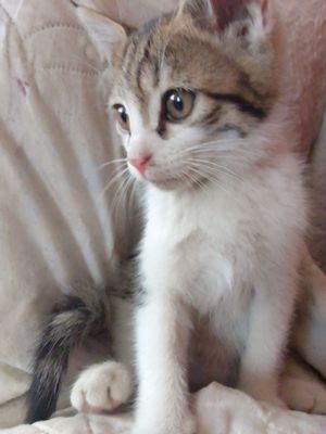 котёнок ищет дом