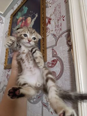 Мраморный Скоттиш Фолд Красавчик