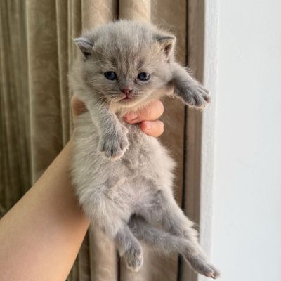 Скоттиш фолд 1 ойли