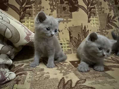 Британ мушуклар СРОЧНО СОТИЛАДИ