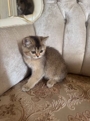 Британская шиншила