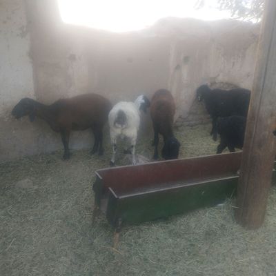 quy qizlar sotiladi