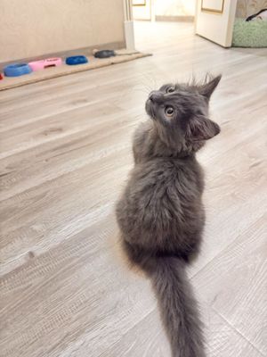 Чистокровный котик породы рагдолл будет отдан бесплатно