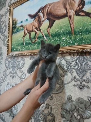 Срочно продаются котята