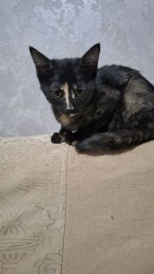 Котята домашние