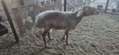 Арашан кучкор сотилади