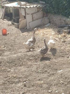 G'ozlar sotiladi
