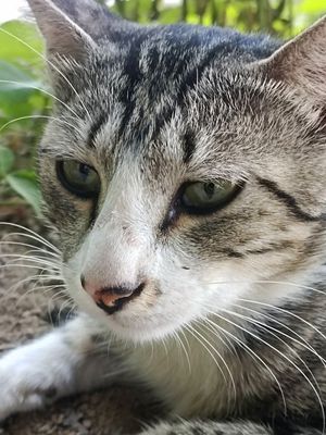 Котик нуждается в помощи