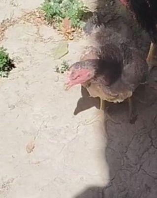 Dakan tovuqlar sotiladi!