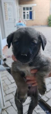 Срочно Отдам в хорошие руки